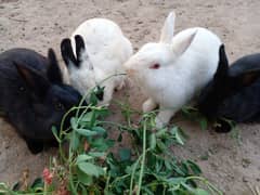 Rabbits for sale (new Zealand whites, dwarf hotots, Satins)