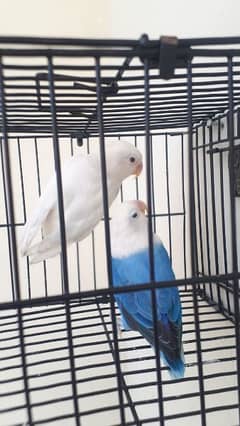 Love Bird Breeder Pair