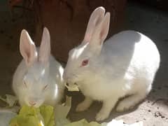 3 Red Ayes Rabbits