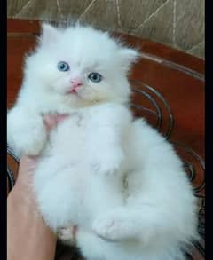 Persian kitten | white kitten | on best price