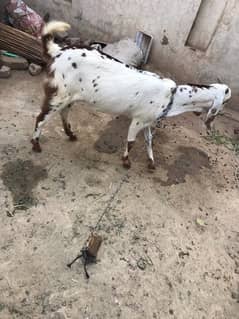 GOAT FOR Sale  0317-4980209