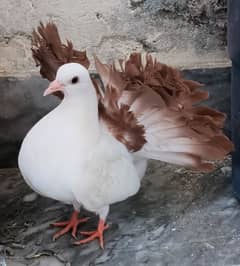 Heavy red tail and heavy lite black tail chicks