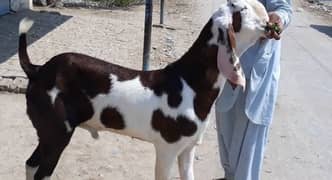 Desi Bakra For Sale ".       +03134947622