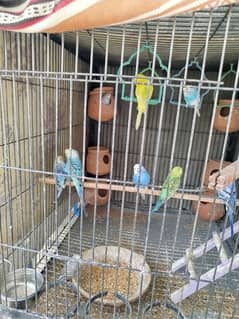 Austrilian budgies colony  with cage for sale