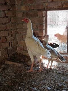 White Aseel male and 2 female