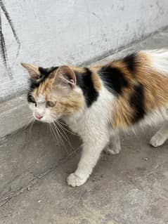 Persian cat and 3 baby kittens o3o3_955o388