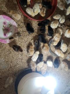 10 days chicks available