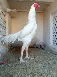 king size/ shamo chicks/high top quality/white shamo/pure aseel chicks