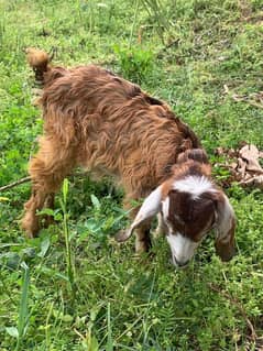 Teddy goat for sale