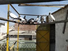 Pigeons kabootar bachay