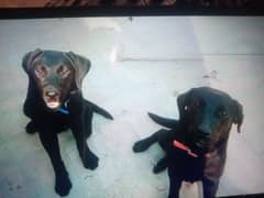 *Labrador pair available for sale*