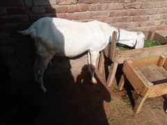 rajanpori full hight bakri