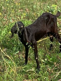 goat and babies for sale