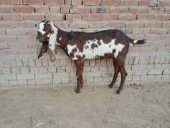 pregnant beetal goats