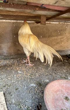 mianwali white hen