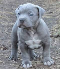 American bully puppies available