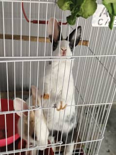 rabbit couple for sale