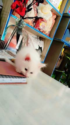 Persian female kitten available for sale