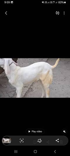 pure rajanpuri Gulabi bakra 0329_5580794