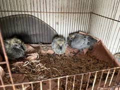 pigeon sale urgent pigeon sale chicks 03091716320