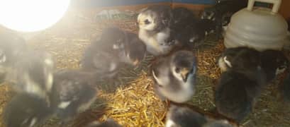 Week old Australorp Vaccinated chicks, Astralorp chicks, Astrolop