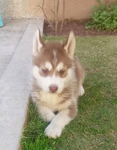 Siberian husky