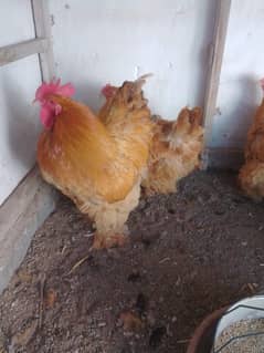 Brahma Heavy Buff, Golden Buff, Cochin, chicks, eggs