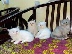 Persian Male Kittens