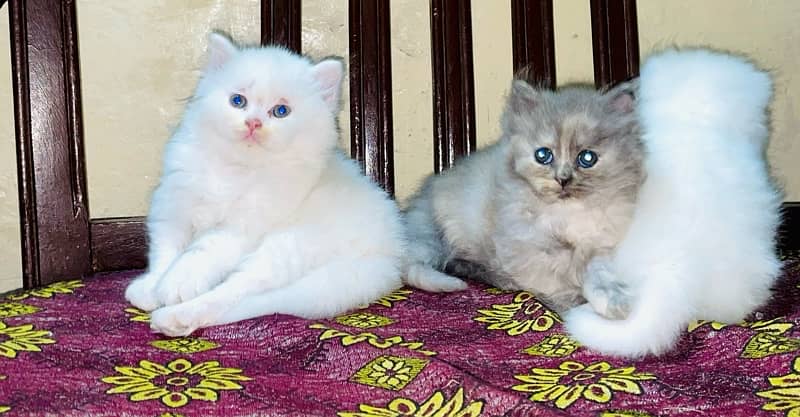 Persian Male Kittens 1