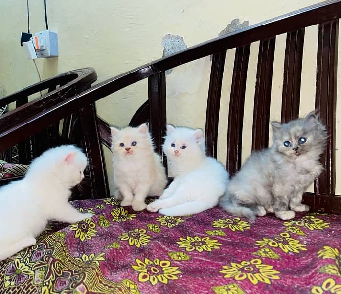 Persian Male Kittens 2