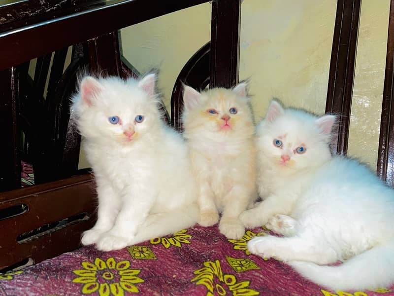 Persian Male Kittens 3