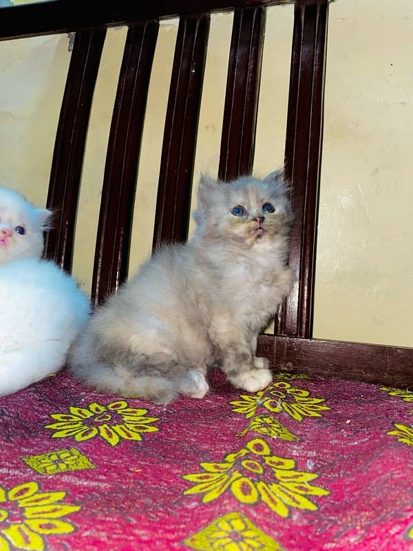 Persian Male Kittens 4