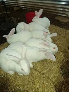 Newziland white 5kg plus breed bunny pair for sale