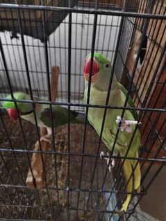 raw parrot for sale