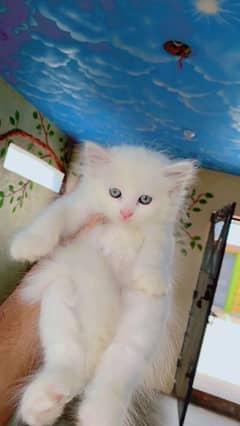 pursian kitten