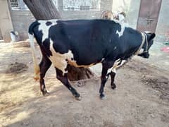 14 month Frzn heifer, pure, meat,cow mandi, fpy،dr dairy, farm animal