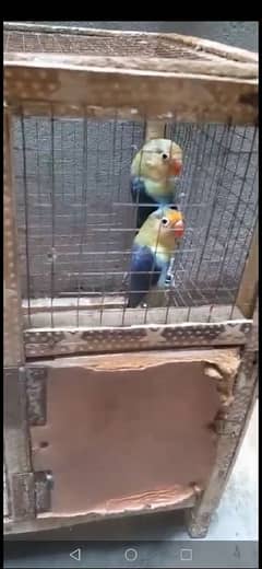 love bird adult breader pair for sale healthy and fully active