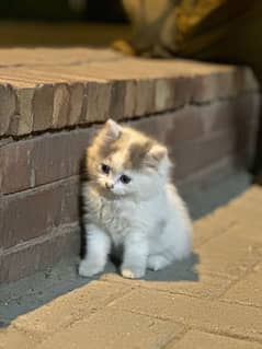 Persian cat triple coated