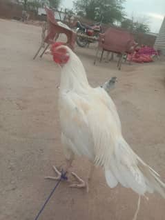 white aseel for sale