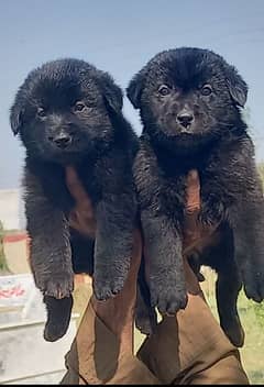 German shepherd puppies available for sale