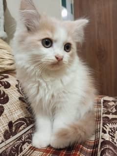 Pure Persian Cats , Doll face , 3cot long hair