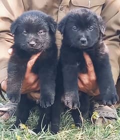 German shepherd puppies available for sale