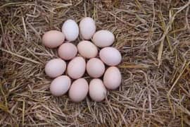 pure desi fertile  eggs