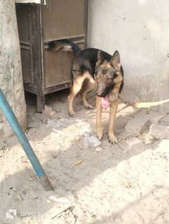 *German shepherd pair available for sale*