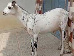 bakra