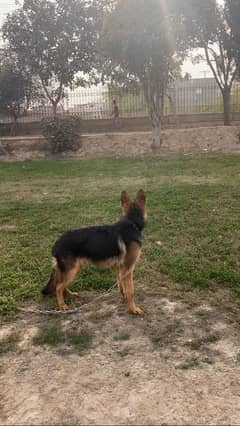 German shepherd male pup