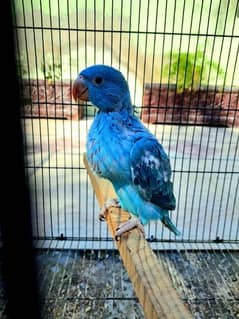 blue ringneck parrots chick