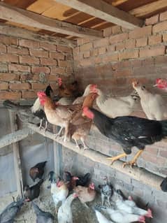 Golden misri Hen | Egg Laying Hen | murgiyan | desi hens | aseel Hens