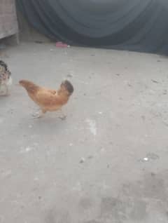 1000 per piece golden misri hens for sale age 5 months to 8 months