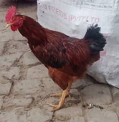 Desi murga for sale / Desi rooster